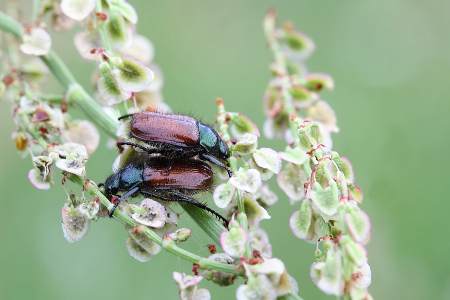 IMG_065b.jpg - Listokazi