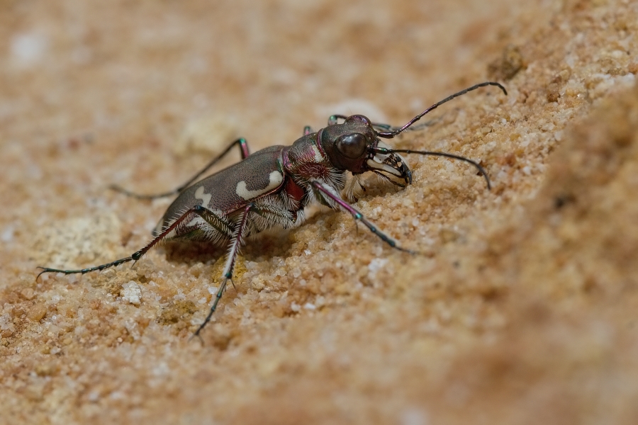 IMG_079b.jpg - Svižník sp.