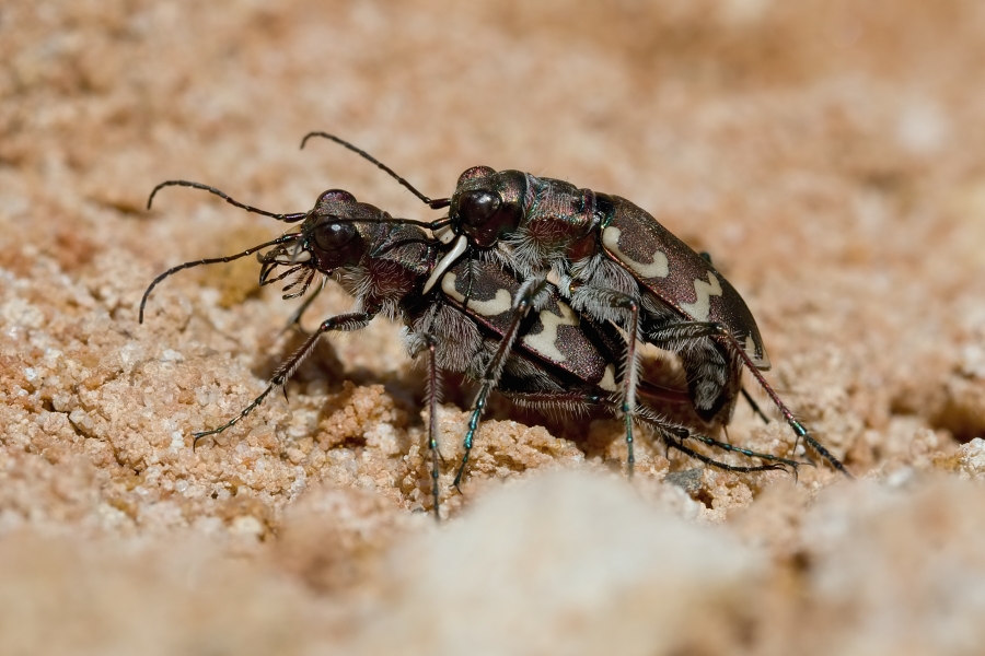 IMG_080b.jpg - Svižník sp.