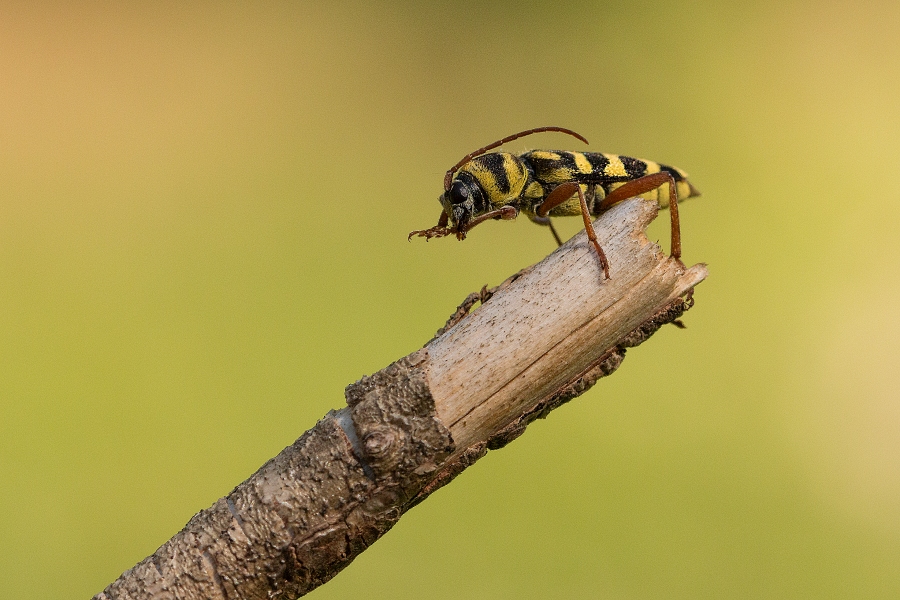 IMG_083b.jpg - Tesařík sp.