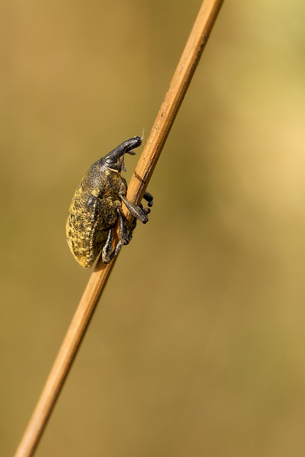 IMG_089b.jpg - Rýhonosec sp.