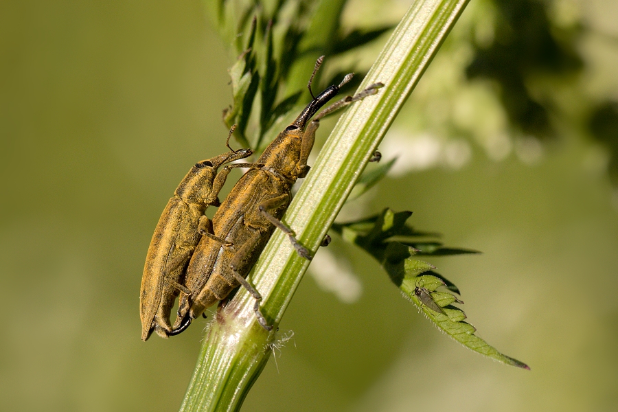 IMG_090b.jpg - Rýhonosec sp.
