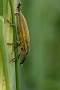 IMG_018b