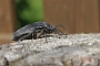 IMG_039b