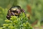 IMG_041b
