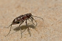 IMG_075b