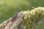 IMG_077b