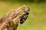 IMG_092b