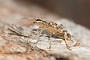 IMG_095b