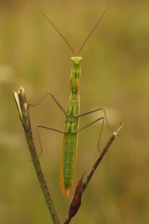 IMG_014k.jpg - Kudlanka nábožná