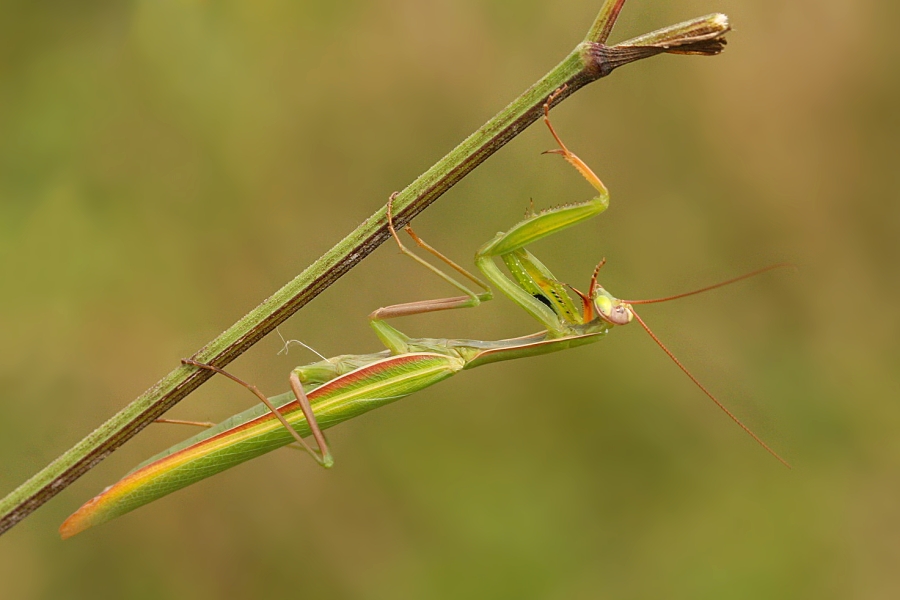 IMG_016k.jpg - Kudlanka nábožná