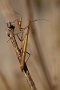 IMG_007k