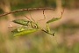 IMG_022k