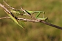 IMG_024k