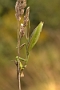 IMG_042k