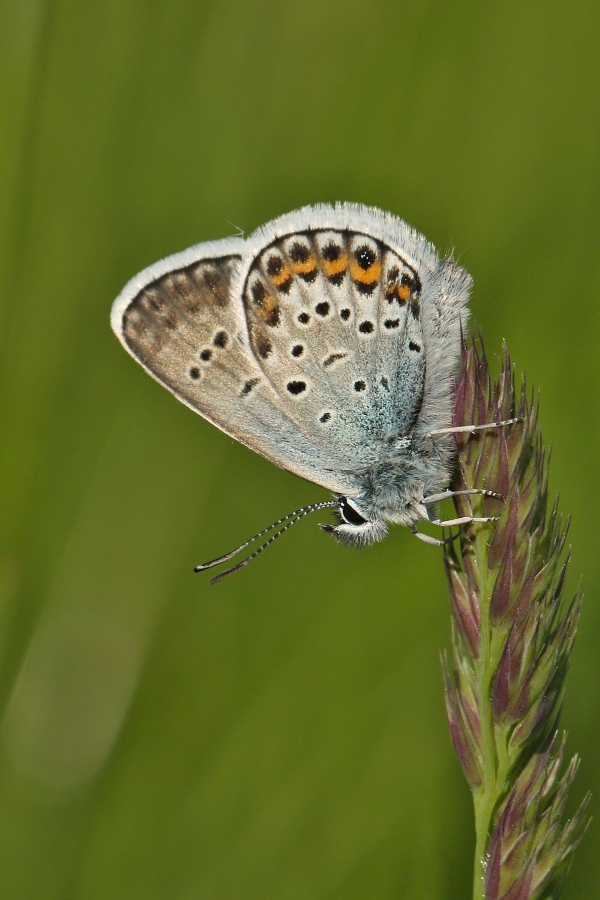 IMG_028m.jpg - Modrásek