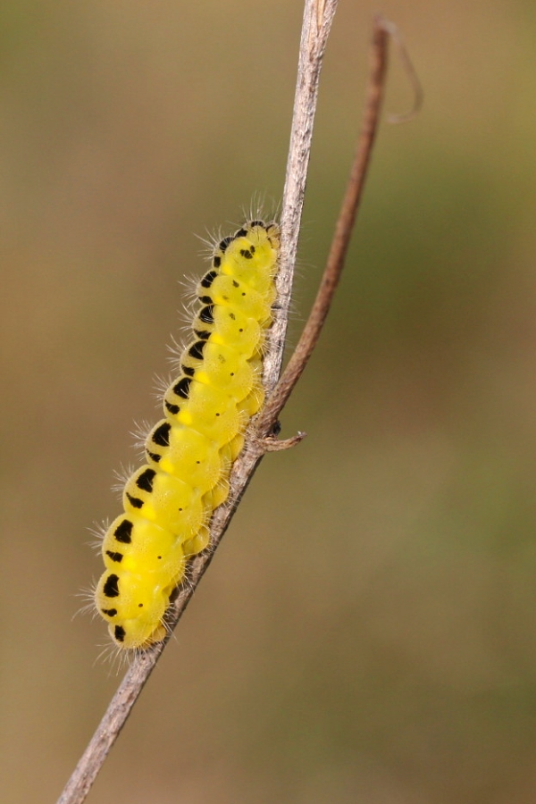 IMG_210m.jpg