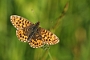 IMG_029m
