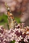 IMG_036m