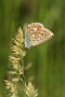 IMG_048m