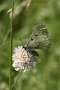 IMG_050m