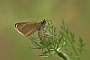 IMG_058m