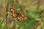 IMG_061m