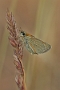 IMG_064m