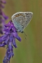IMG_065m