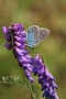 IMG_069m