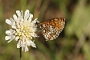 IMG_070m