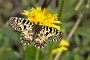 IMG_097m