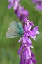 IMG_101m
