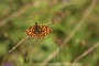 IMG_120m