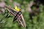 IMG_122m