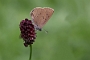 IMG_127m
