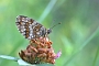 IMG_134m