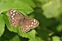 IMG_162m
