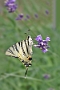 IMG_168m