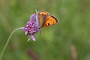 IMG_181m
