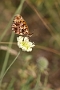 IMG_185m
