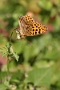 IMG_192m