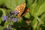 IMG_200m