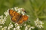 IMG_222m