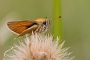 IMG_225m