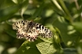 IMG_226m