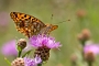 IMG_235m