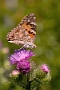IMG_236m