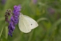 IMG_241m