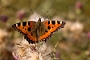 IMG_251m